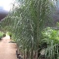 Queen Palm